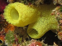 Yellow Sea Squirt - Phallusia julinea