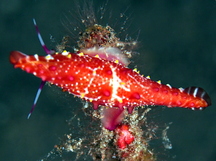 Rosy Spindle Cowry - Phenacovolva rosea