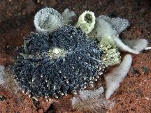 Mournful Phestilla - Phestilla lugubris
