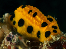 Polka Dot Phyllidia - Phyllidia polkadotsa