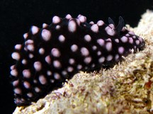 Phyllidiella nigra - Phyllidiella nigra