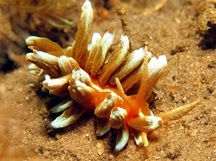 Kabira Phyllodesmium - Phyllodesmium kabiranum