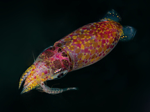 Grass Squid - Pickfordiateuthis pulchella