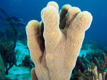 Pillar Coral - Dendrogyra cylindrus