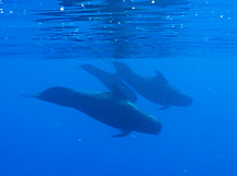 Short-Finned Pilot Whale - Globicephala macrorhynchus