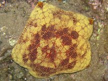 Pin Cushion Sea Star - Culcita novaeguineae