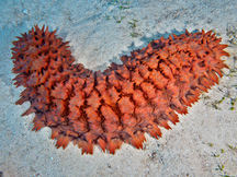 Pineapple Sea Cucumber - Thelenota ananas