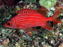 Pink Squirrelfish - Sargocentron tiereoides