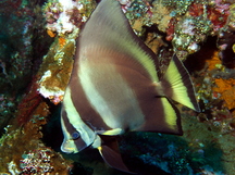 Pinnate Spadefish - Platax pinnatus