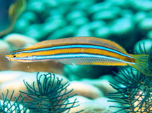 Bluestriped Fangblenny - Plagiotremus rhinorhynchos