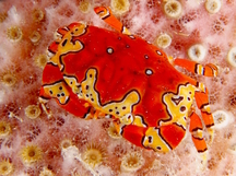 Gaudy Clown Crab - Platypodiella spectabilis