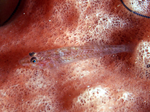 Barrel Sponge Ghostgoby - Pleurosicya labiata