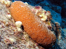 Plump Sea Cucumber - Actinopyga obesa