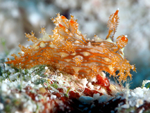 Striped Polycera - Polycera sp.