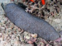 Feather Coral - Polyphyllia talpina