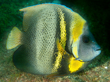 Cortez Angelfish - Pomacanthus zonipectus