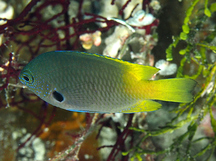 Blackmargined Damsel - Pomacentrus nigromarginatus