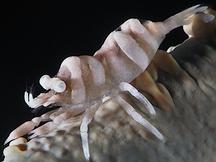 Anker's Whip Coral Shrimp - Pontonides ankeri