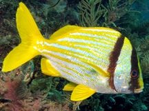 Porkfish - Anisotremus virginicus