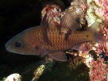 Three-Spot Cardinalfish - Pristicon trimaculatus