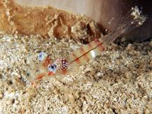 Processa sp. 1 - Processa sp. 1