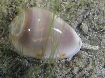 Common Atlantic Marginella - Prunum apicinum