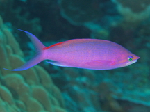 Purple Queen Anthias - Pseudanthias pascalus