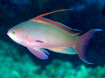 Scalefin Anthias - Pseudanthias squamipinnis