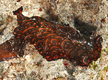 Persian Carpet Flatworm - Pseudobiceros bedfordi