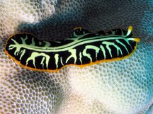 Tiger Flatworm - Pseudobiceros cf. dimidiatus