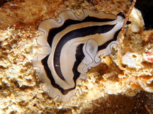 Pleasing Flatworm - Pseudobiceros gratus