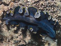 hancock's Flatworm - Pseudobiceros hancockanus