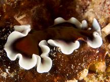Pseudobiceros sp. 3 - Pseudobiceros sp. 3