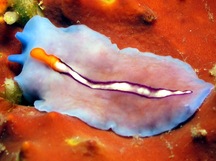 Racing Stripe Flatworm - Pseudoceros liparus