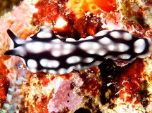 Mimic Flatworm - Pseudoceros imitatus