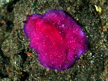 Red Dwarf Flatworm - Pseudoceros rubronanus