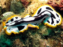 Script Flatworm - Pseudoceros scriptus