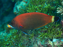 Chiseltooth Wrasse - Pseudodax moluccanus