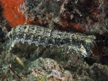 Common Mantis Shrimp - Pseudosquilla ciliata