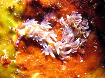 Blue Dragon Nudibranch - Pteraeolidia semperi