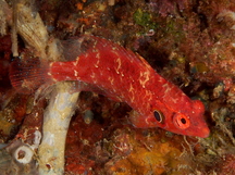 Cryptic Wrasse - Pteragogus cryptus