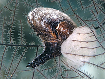 Common Wing Oyster - Pteria penguin