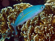 Narrowstripe Fusilier - Pterocaesio tessellata