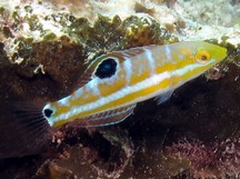 Puddingwife - Juvenile - Halichoeres radiatus