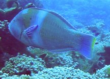 Puddingwife - Terminal Phase - Halichoeres radiatus