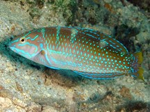 Puddingwife - Initial Phase - Halichoeres radiatus