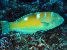 Puddingwife - Terminal Phase - Halichoeres radiatus