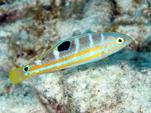 Puddingwife - Halichoeres radiatus