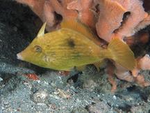 Pygmy Filefish - Stephanolepis setifer