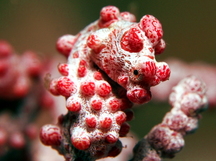 Pygmy Seahorse - Hippocampus bargibanti